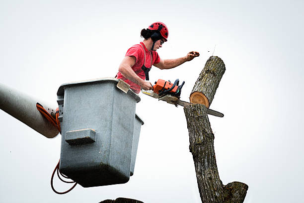  Emerald Lake Hills, CA Tree Removal Services Pros